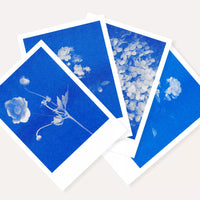 Risography Postcard | Anemone